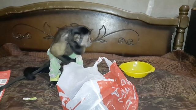 Почему кошки любят пакеты?! Домашняя обезьяна и другие пушистые плюхи, веселые игры.