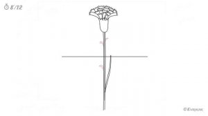 Как нарисовать гвоздику: инструкция от EvriKak