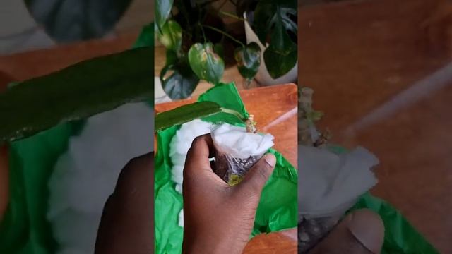 BEAUTIFUL Hoya Villosa /Globulosa Unboxing