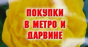 7 марта. Мои покупки в МЕТРО и садовом центре Дарвин.mp4