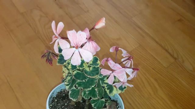 Пестролистная миниатюрная пеларгония Golden Chalice смотреть онлайн