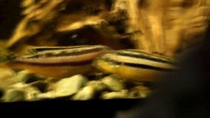 Мой аквариум - меланохромисы ауратусы спорят + новые жители