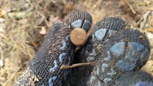 ПОИСК МОНЕТ С МЕТАЛЛОИСКАТЕЛЕМ В ЛЕСУ. ГДЕ ИСКАТЬ СТАРЫЕ МОНЕТЫ. ЦВЕТНОЙ МЕТАЛЛ ВОКРУГ НАС