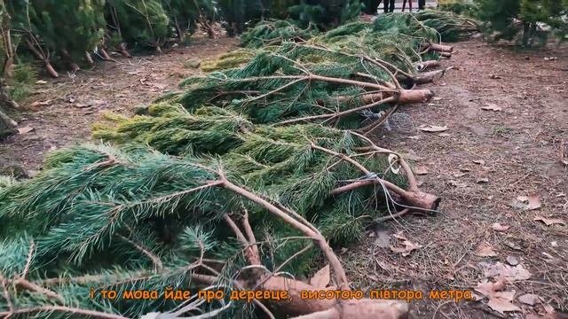 Социальный ролик/ Экологическая проблема вырубка ёлок и сосен