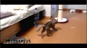 28 Kitten   kung fu master  Ninja   Котенок   мастер кунг фу  Ниндзя