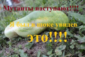 Увидев ЭТО я был в шоке!!!! Он разворотил теплицу!!! Монстры-мутанты наступают!!