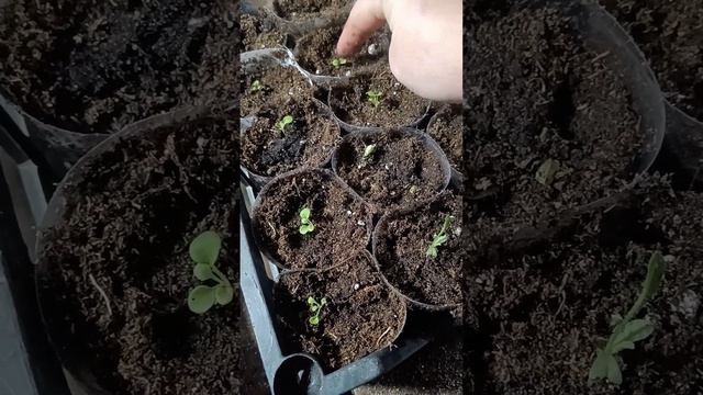 Пикирую петунии и гайлардию