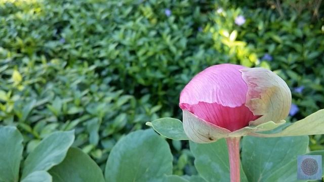 Медитация. Принятие Себя | Урок Души Самоуважение, Искусство грациозного Принятия | 72 минуты