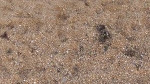 Пляж ,Крым п.Береговое