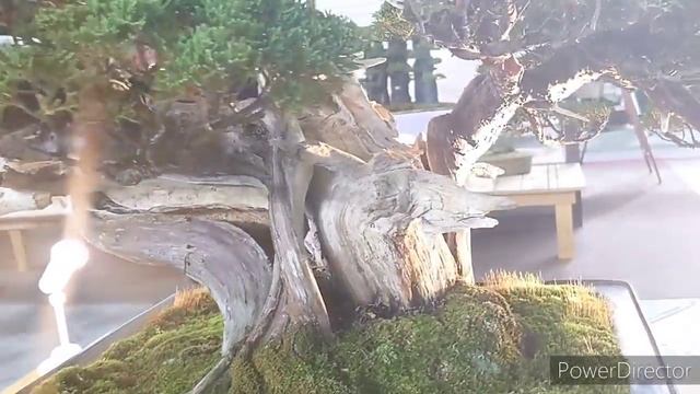 世界らん展2020－花と緑の祭典－ Всемирная выставка орхидей в Токио. 2 частьThe World Orchid Exhibition 2020 смотреть онлайн