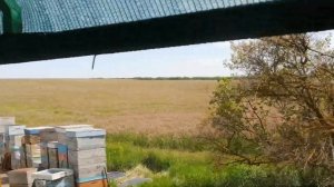 Заливают мёдом, даёт эспарцет, не успеваю расширять. 3-тье июня 2022г.