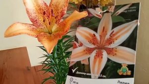 КАК вырастить лилии в НОЯБРЕ? Горшечная посадка! Часть 1.