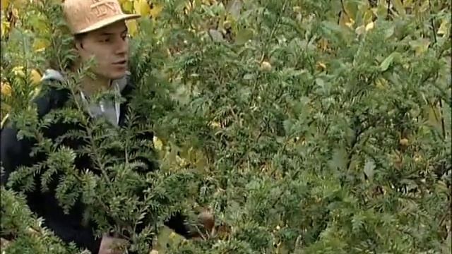 Прогулки по Ботаническому саду. Бархат амурский и Шеффердия серебристая смотреть онлайн