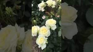 Роза Elfe (Эльф) первогодка