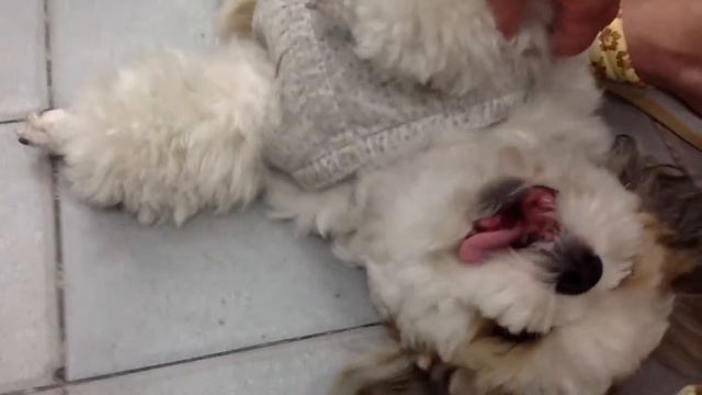 Собако смотреть онлайн