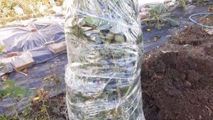 Пересадка плетистой розы,с сохранением 2 метровых побегов