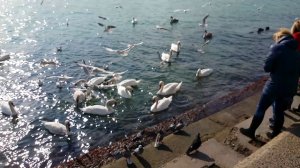 Лебеди и чайки на море. (Крым. Евпатория)