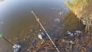 Ловля крупных карасей на пенопласт.