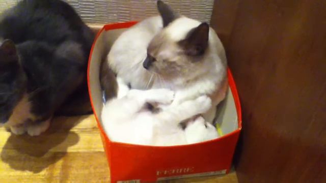 котёнок играет с мамой кошкой)) смотреть онлайн