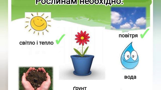 Ознайомлення з природним довкіллям. Кімнатні рослини (старша група)