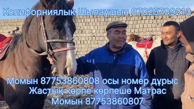 Туркестан Мал Базар. Жылқы Айғыр Бие Байтал Тай