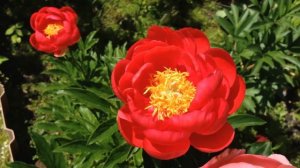 пион Корал Меджик (Coral Magic)