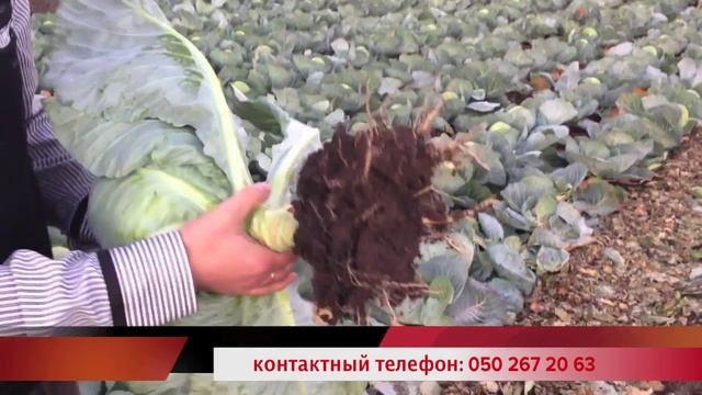 Капуста Бригадир F1 от компании "Clause" смотреть онлайн