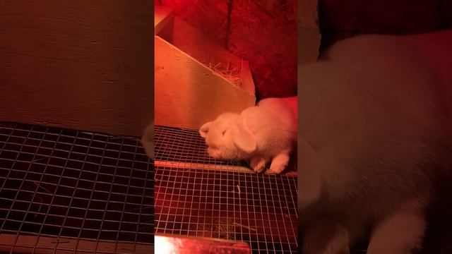 Cute Sleeping Bunny Waking Up