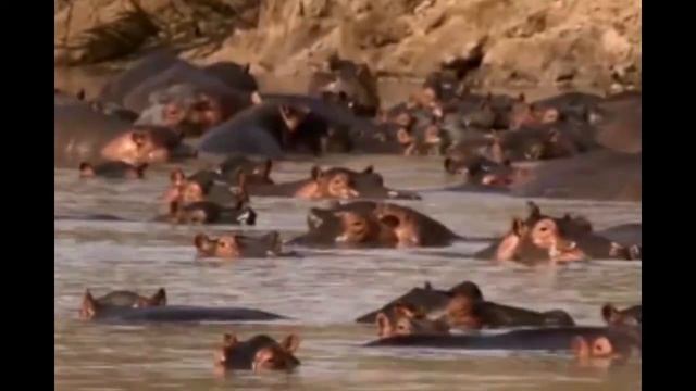 Дикие животные для детей.  Бегемот смотреть онлайн