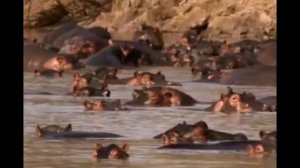 Дикие животные для детей.  Бегемот