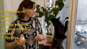 Куры несутся где попало. Приучение молодок к гнезду. Подкладные яйца.