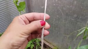 Лучший способ подвязки гороха#Деревенскоесело