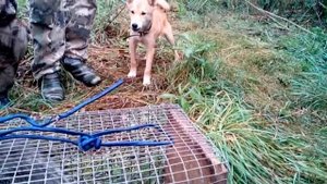 Притравка щенка западно сибирской лайки по барсуку