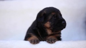 Презентация: щенок немецкой овчарки, сука, чепрачный окрас, стандартная шерсть, возраст 3 недели.