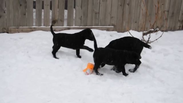 Щенки лабрадора черного окраса п/к Grand Life Energy смотреть онлайн