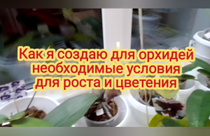 Как я создаю для орхидей необходимые условия для роста и цветения
