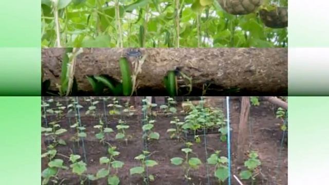 Cхема посадки огурцов в теплице смотреть онлайн