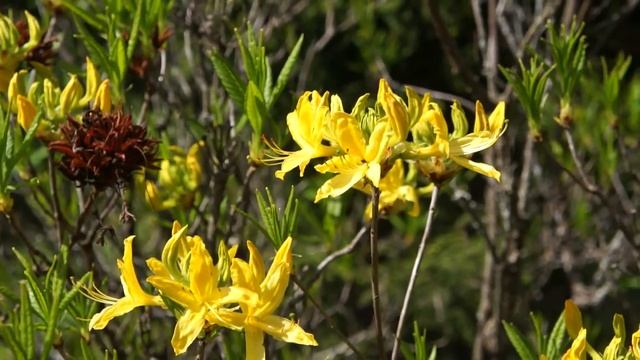 Rhododendron luteum смотреть онлайн