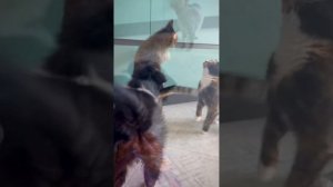 Бордер колли. Щенок 5-ый день в семье. Завтрак вместе с котиками.