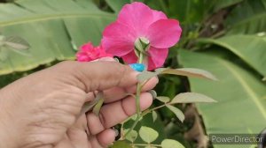 #rose Winnipeg parks തീർച്ചയായും വാങ്ങണെ❤️