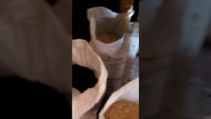 Зерно для кур несушек