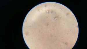 Смешиваем дрожжи, воду и сахар, получается ПЛОСКАЯ ЗЕМЛЯ!