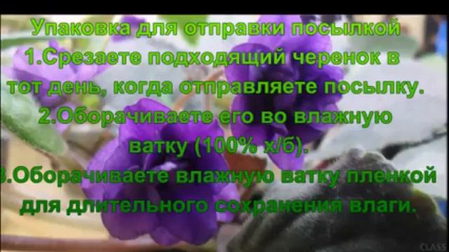 Продажи фиалок в интернете. смотреть онлайн