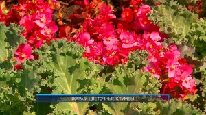 (Рыбинск-40) ЖАРА И ЦВЕТОЧНЫЕ КЛУМБЫ