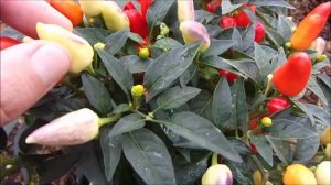 Перец кустарниковый Оранжевое чудо