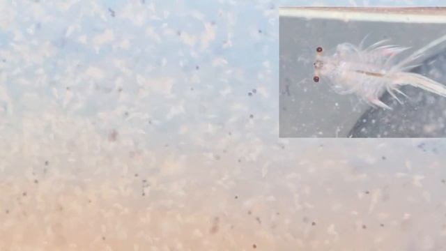 Артемия как отделить науплию от яйца смотреть онлайн