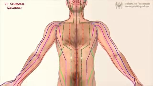 Меридиан желудка 胃, ян яркий 阳明 . Китайская медицина смотреть онлайн