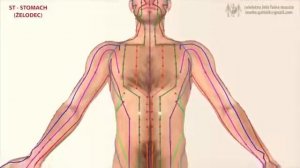 Меридиан желудка 胃, ян яркий 阳明 . Китайская медицина