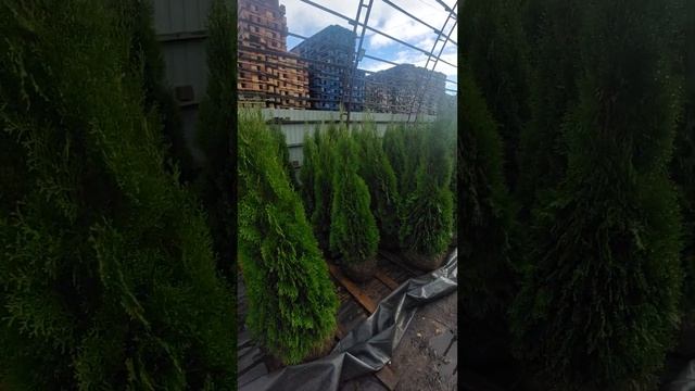 Туя западная Смарагд Thuja occidentalis Smaragd140-160см 3950руб смотреть онлайн