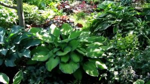 ❇ Хоста. Композиции ландшафтного дизайна. Примеры композиций, клумбы с хостами